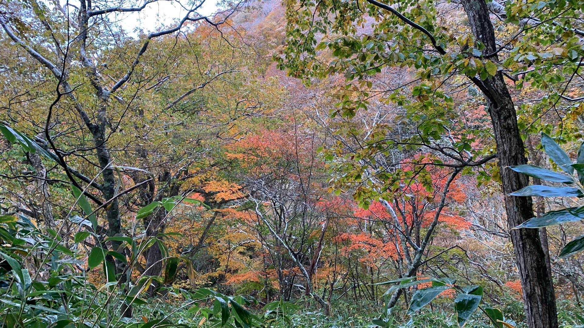 スタートから紅葉🍁