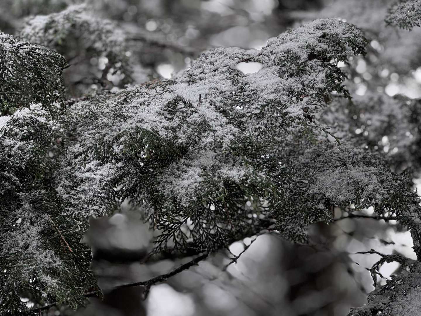 上桐生登山口-白石峰 周回コースの写真