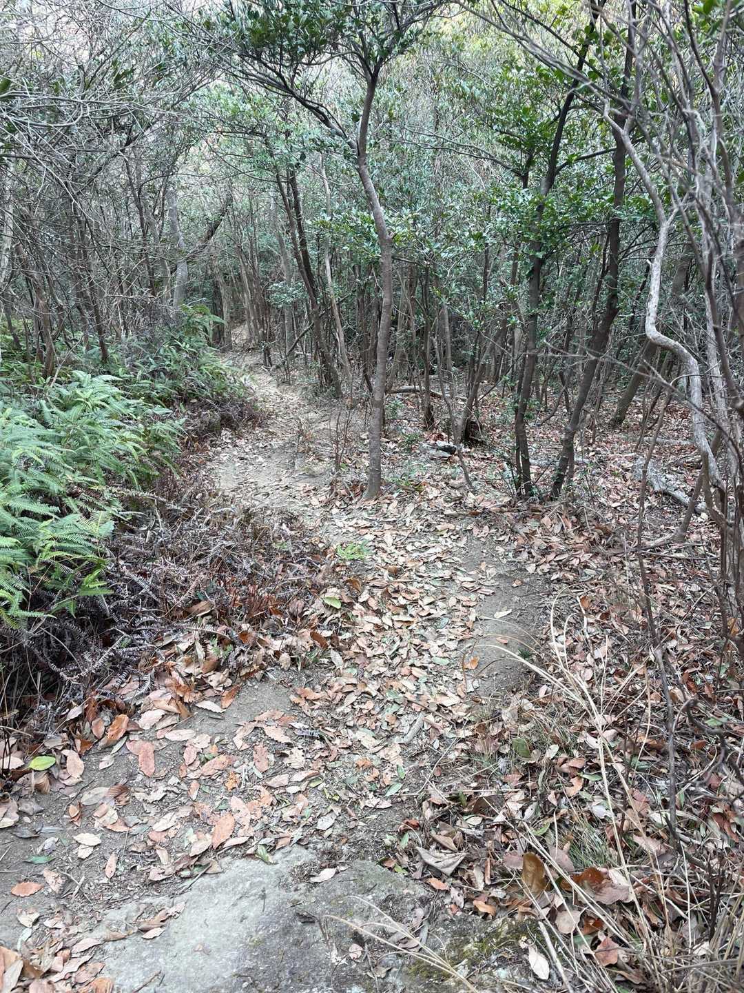歩き易い登山道😊