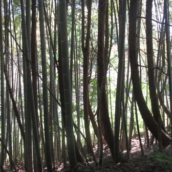 このあたりは竹林でも有名。
