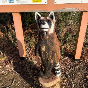 チェーンソーアートのレッサーパンダ。
この子にも会いたかった😘