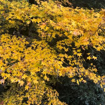 黄色のもみじも良き💛