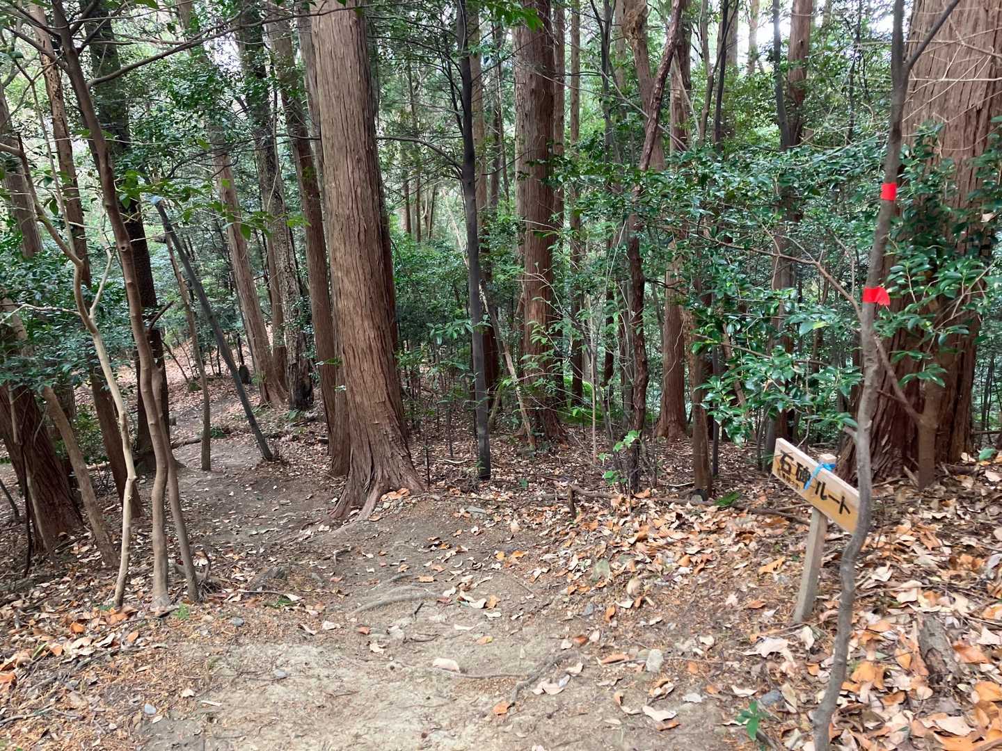 間違って行き過ぎた…💦
通ってみたかった
石碑ルートに行ける〜😍
