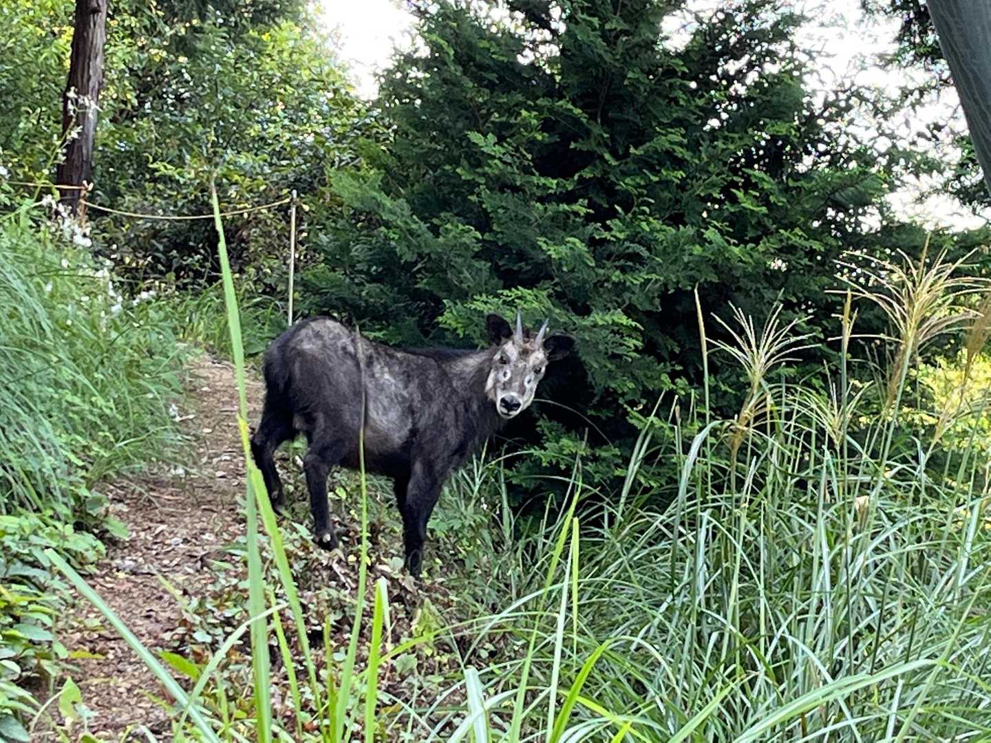 ゴソゴソっと黒いものが私の目の前に😳ひゃ〜‼️熊かイノシシか‼️
と思ったら、カモシカちゃん😊  
