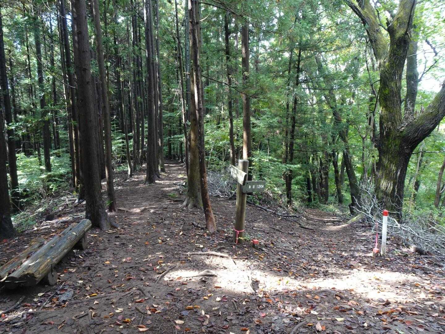 一ノ尾尾根からコナラ尾根コースへ入ります👣