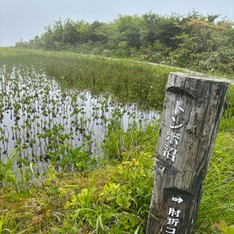 本日は幻想的なトンボ沼にて
沼地は、ミツガシワとモウセンゴケが綺麗✨
オオサンショウウオの卵もいっぱいあった
