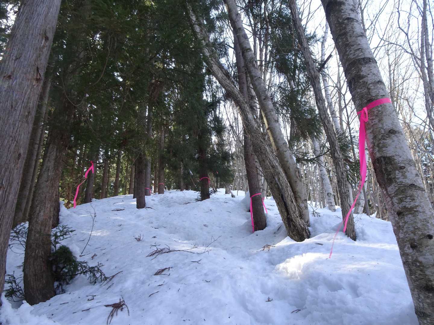 しばらくは樹林帯登りが続きます🌲🌲🌲🌲
新しいルートなだけにか、これでもかって程ピンクテープが付いてる😉👆
