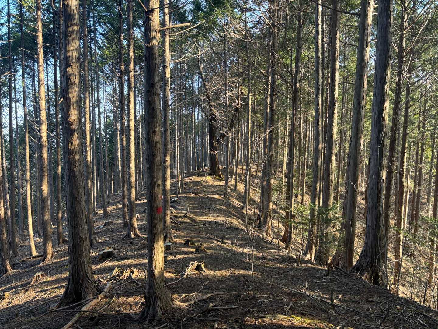 花瓶山に向かう、明るい尾根。