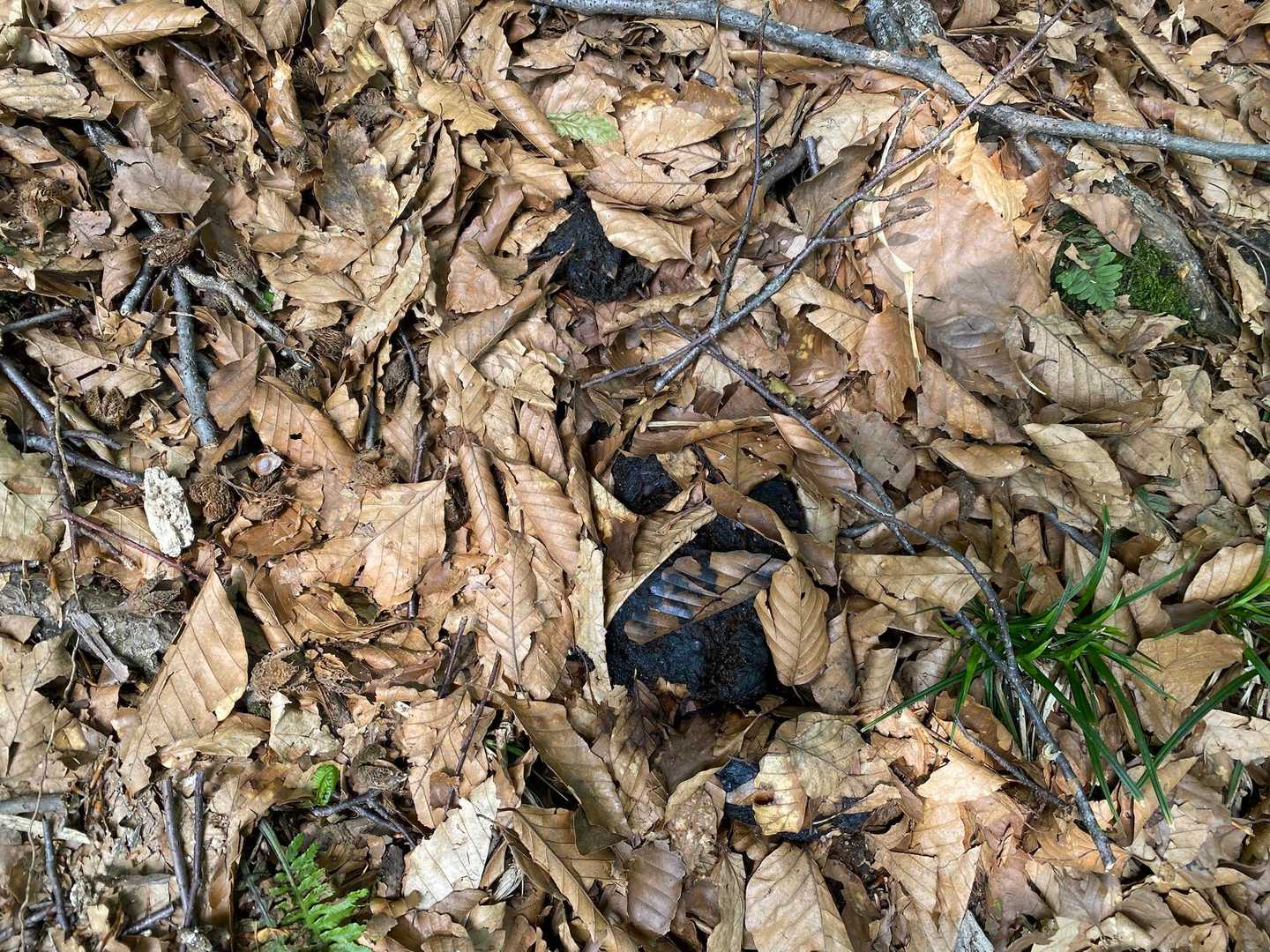 💩クマじゃなくてイノシシかも？