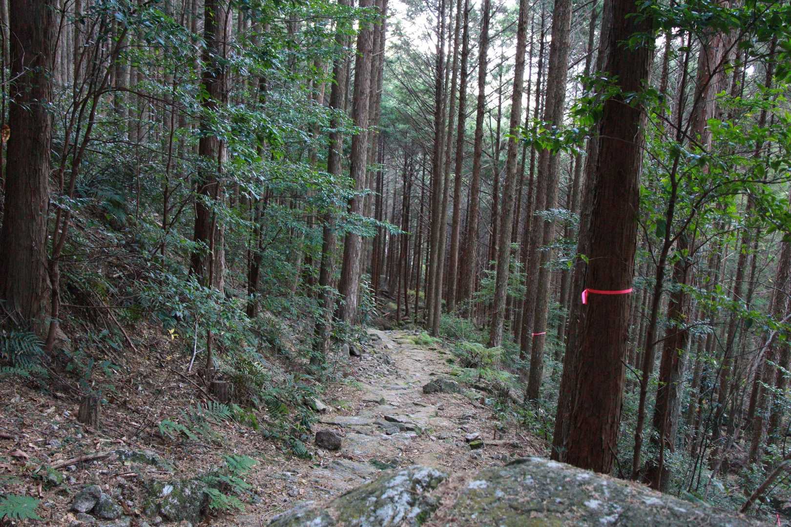 八鬼山越え登り口-九木峠-荒神堂-八鬼山-桜の森広場 往復コースの写真