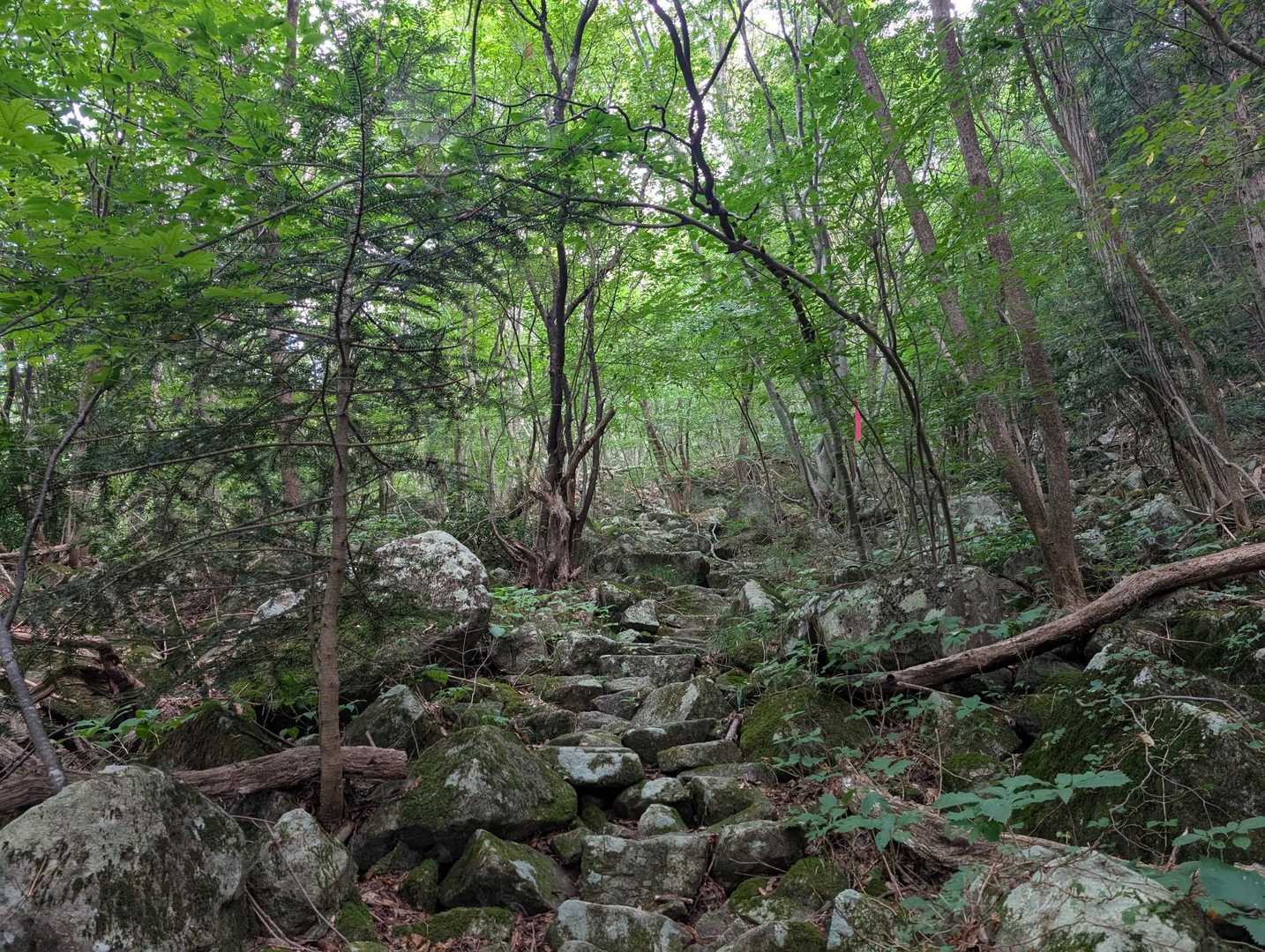 岩をステップにグイグイと登ります