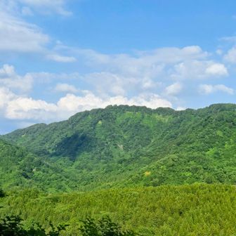 鋸山、緑濃い！💚