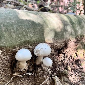 いろんな🍄