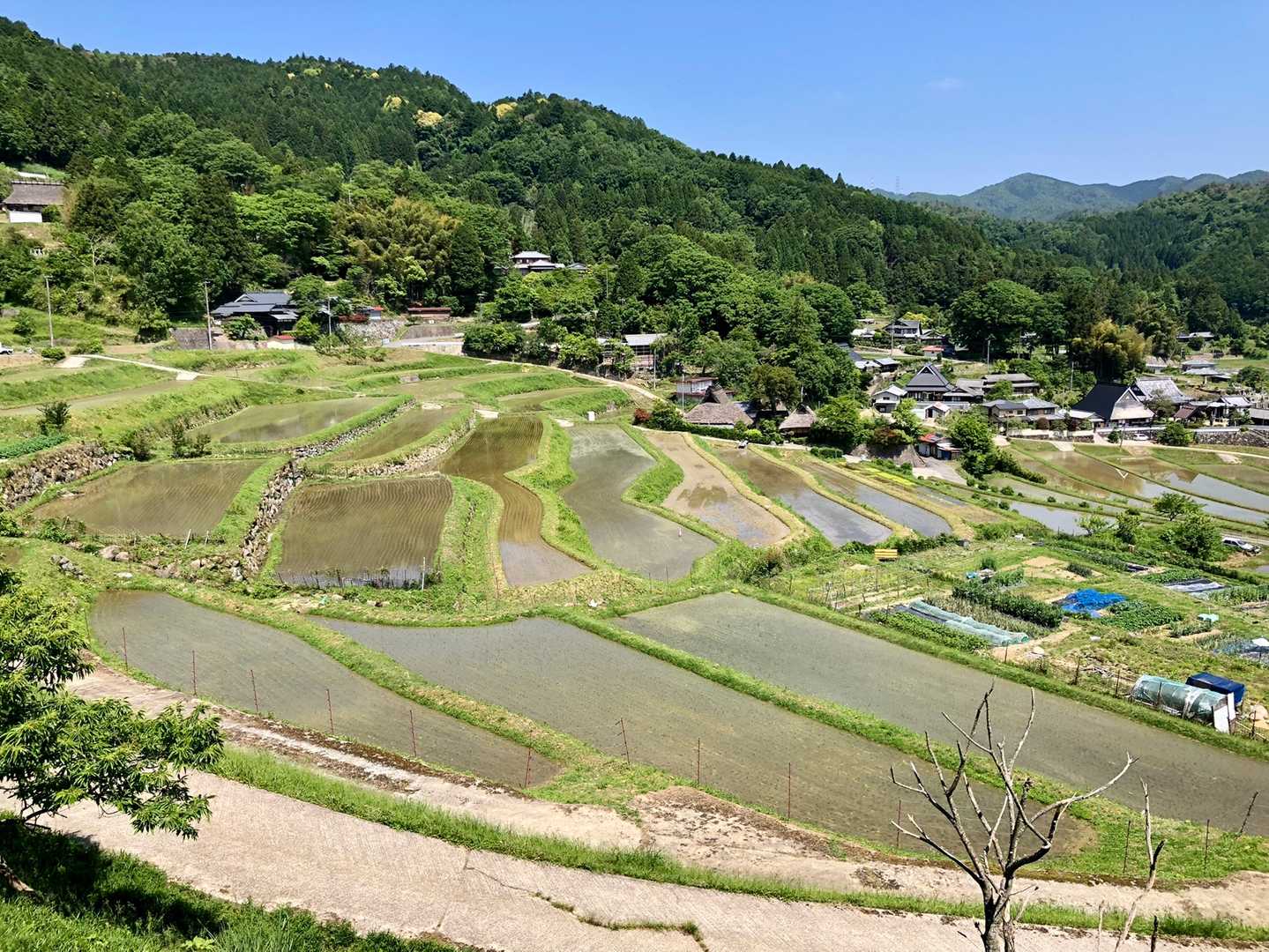 棚田ぁ〜🎶