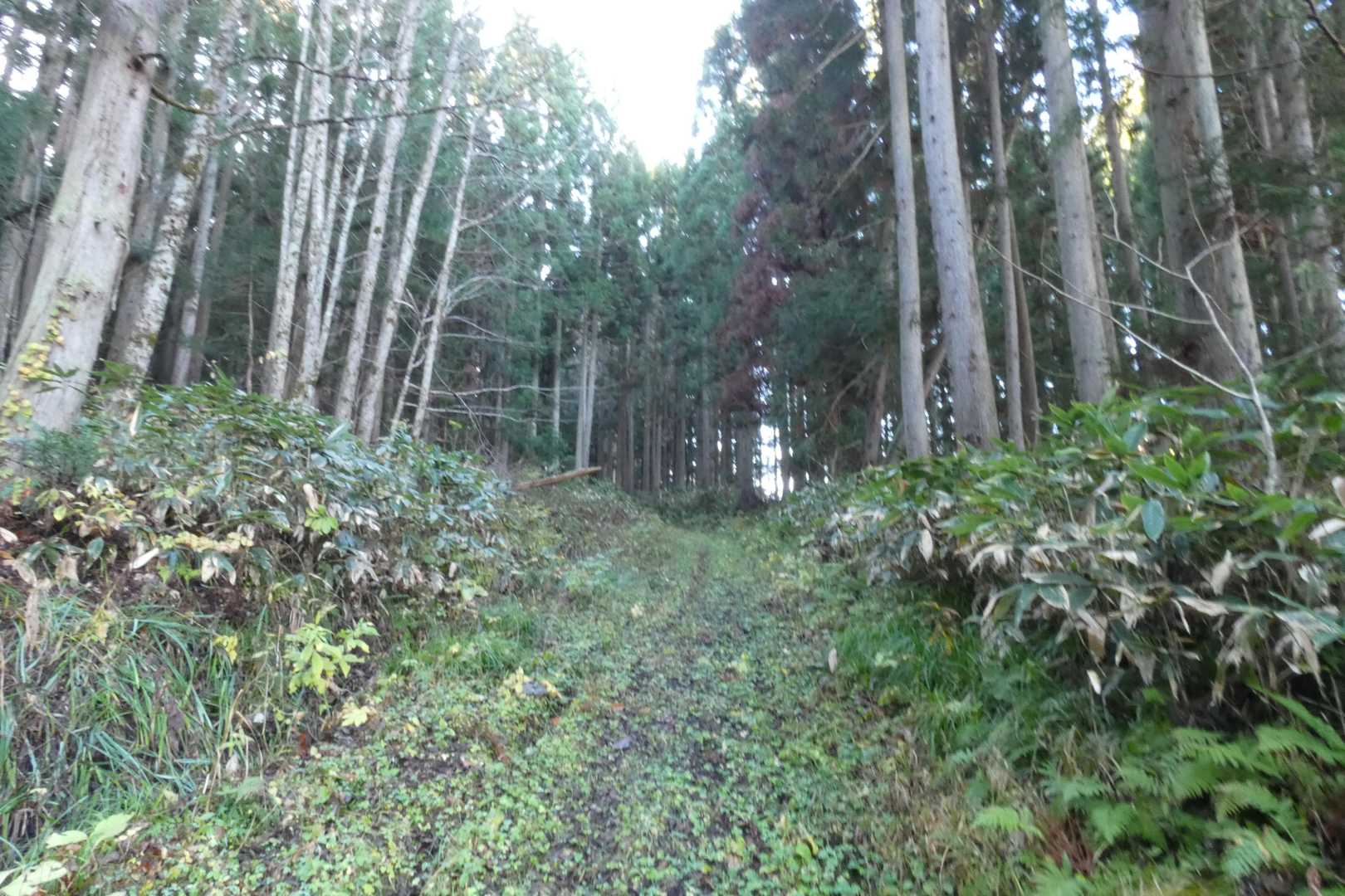 最初は林道の様な登山道