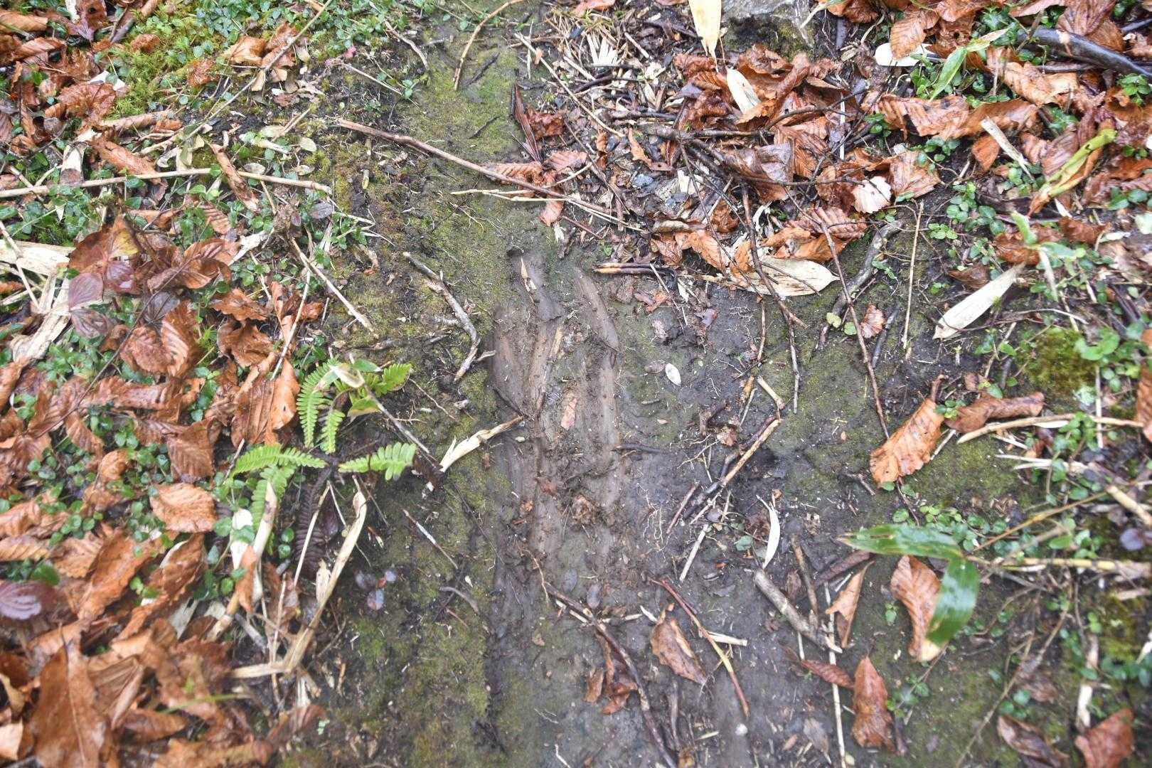 途中からずっと一緒だったトレースはカモシカのようでした
カモシカも滑ってます