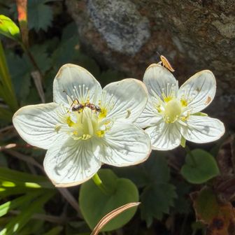 今日の花