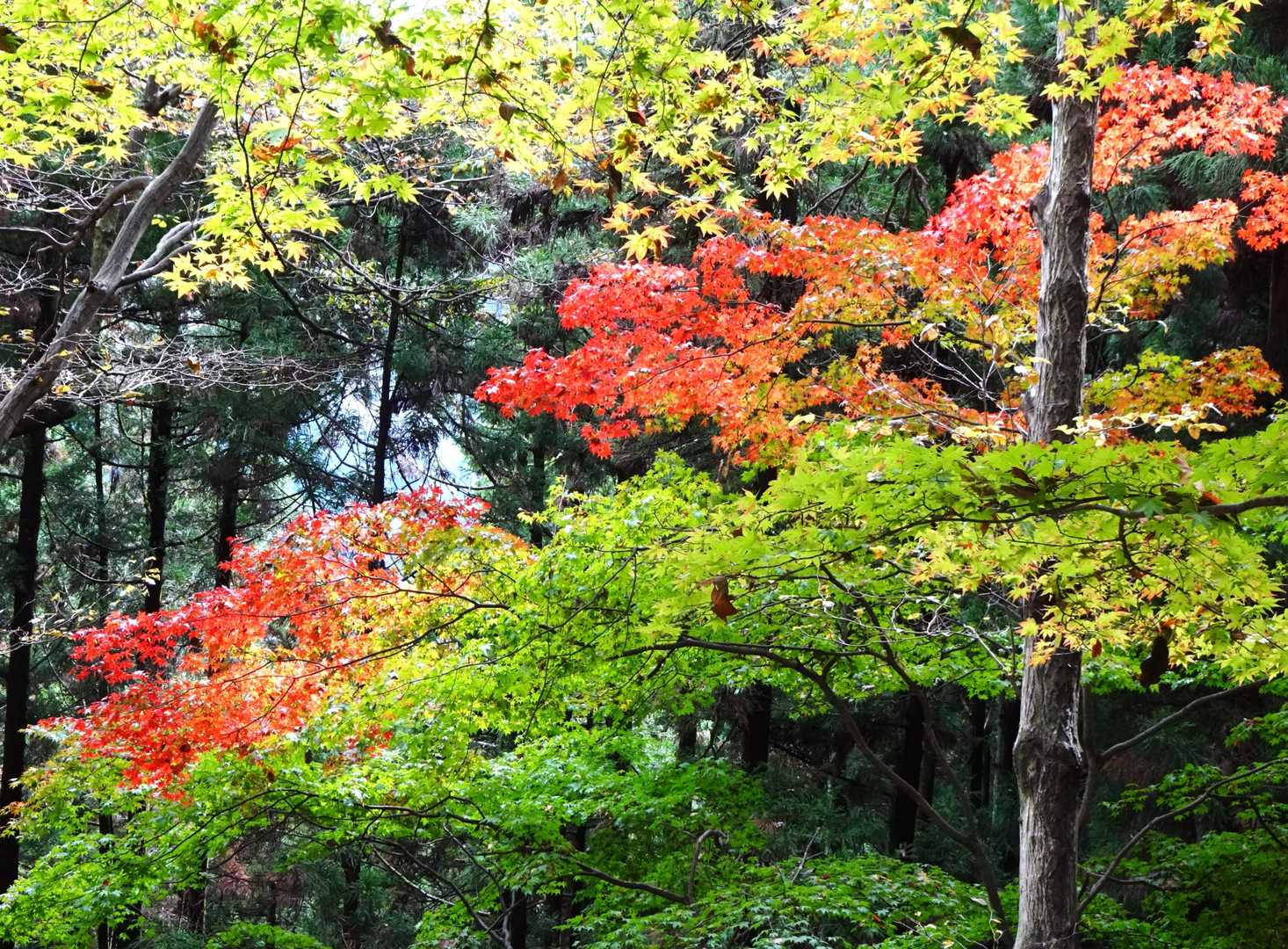 この付近はまだ紅葉には早い感じだが、色づき始めている。