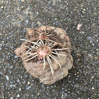 　道路にこんにゃく玉。