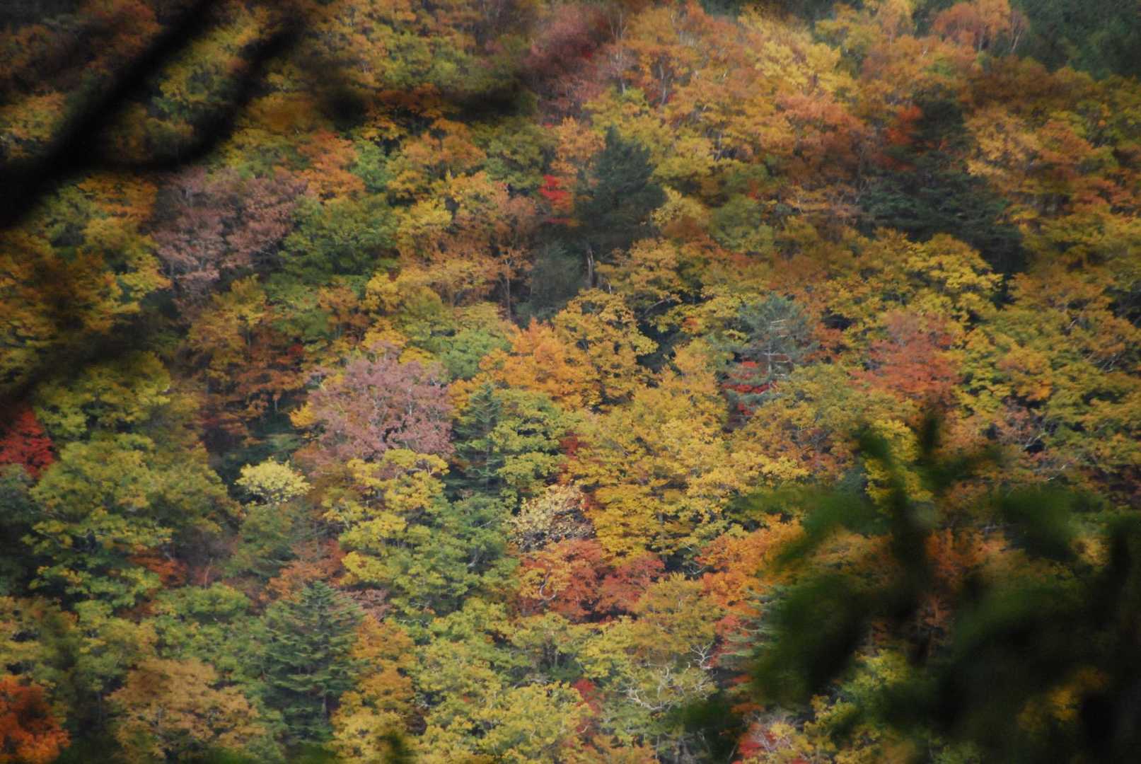 遠くの山肌のパッチワークに釘付けになったり、
