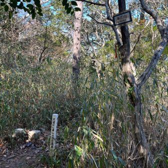 降っていく途中、薮がちな本庄山の頂を踏破し……