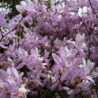 こんな色のツツジも💗