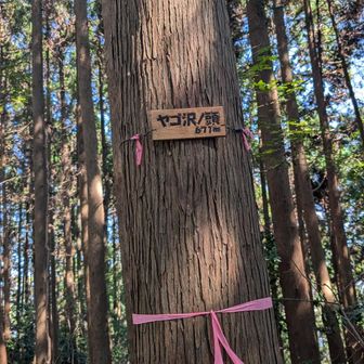 登山道を数十歩外れたところにピークあり