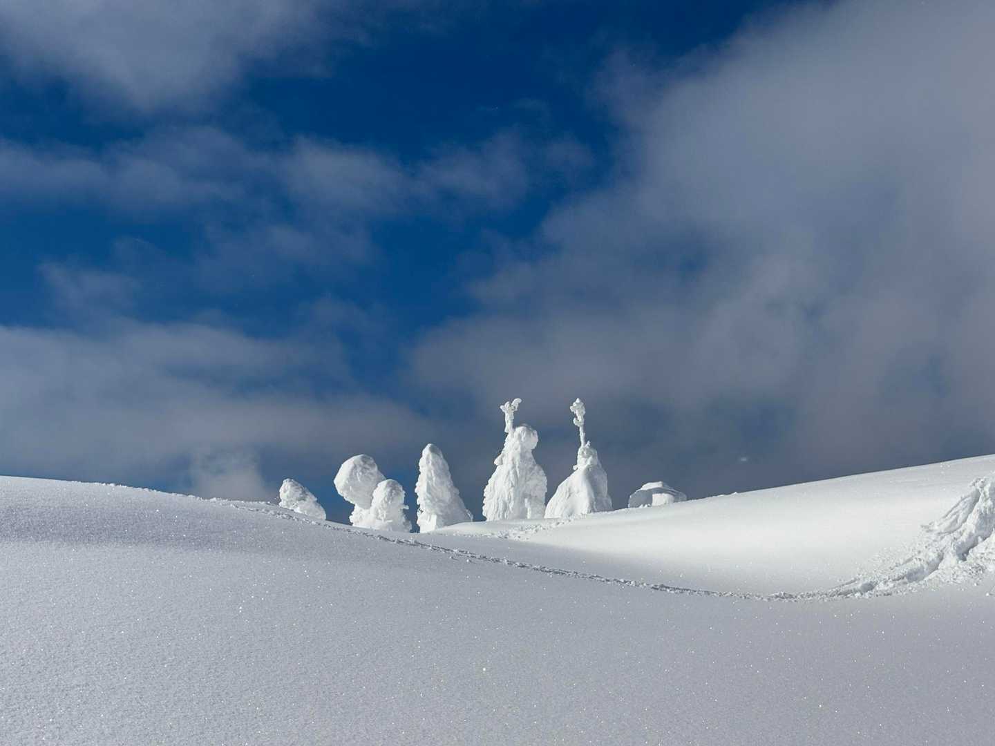 雪がキラキラ✨
はいはーいって手をあげてるみたい