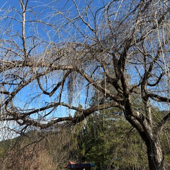 桜🌸の季節に来てみたい！