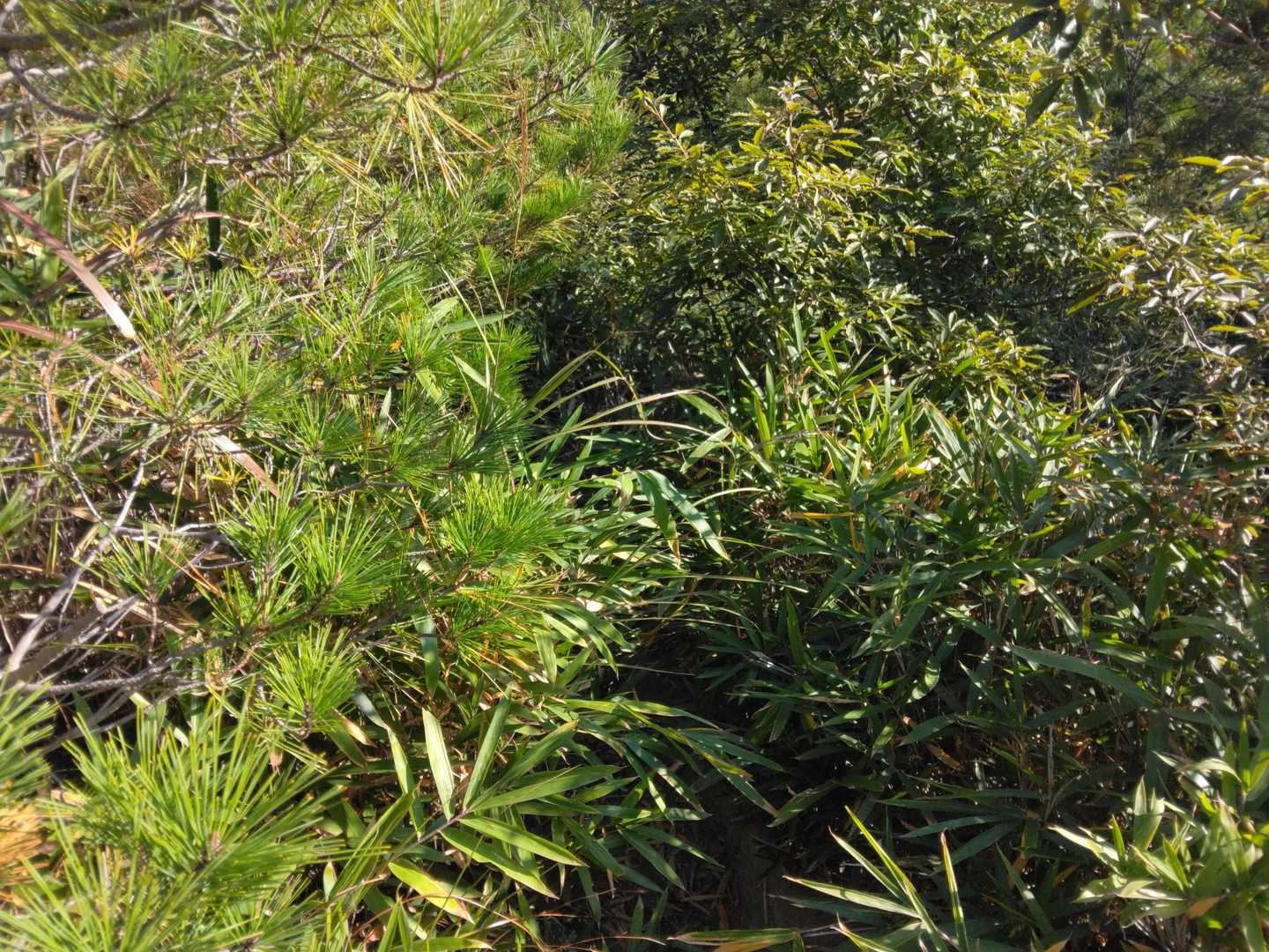 馬の背登山口-桶居山 往復コースの写真