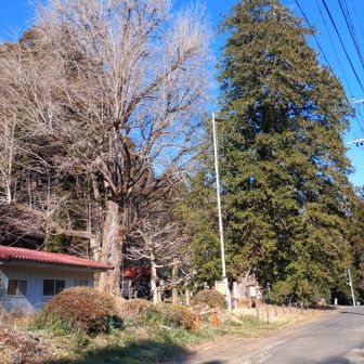 立派な銀杏とあせび