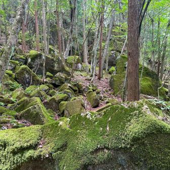 苔むした岩🟢