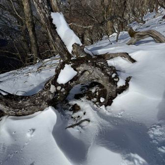 綿向山の珍変木みたいな木