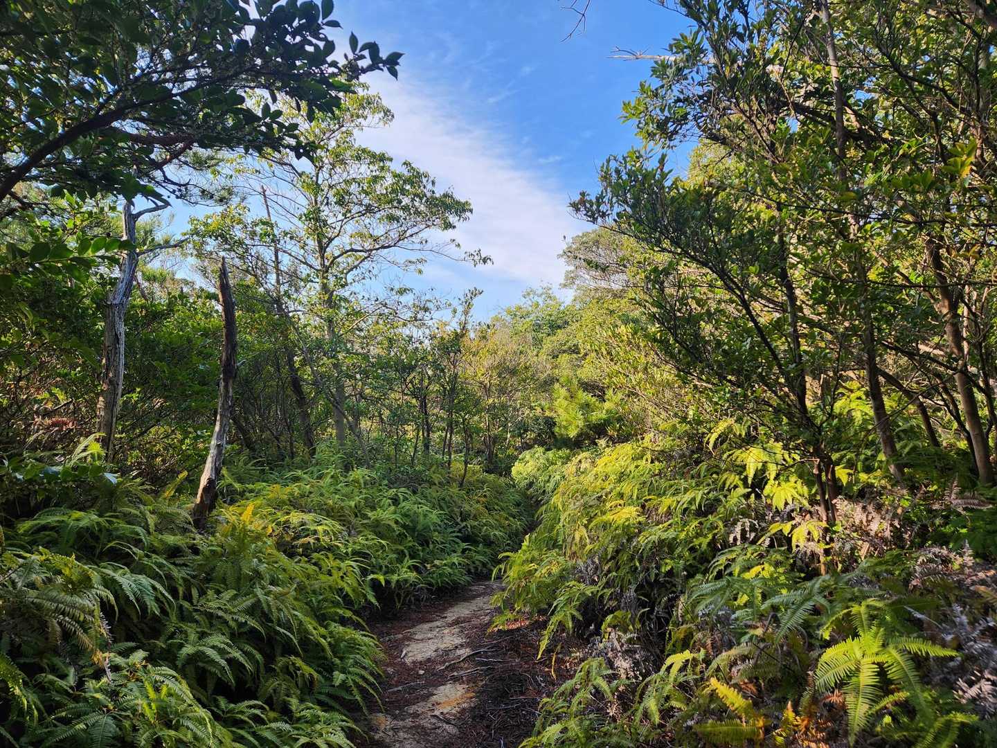 まぁまぁジャングル🌳
夏は虫地獄やね😱