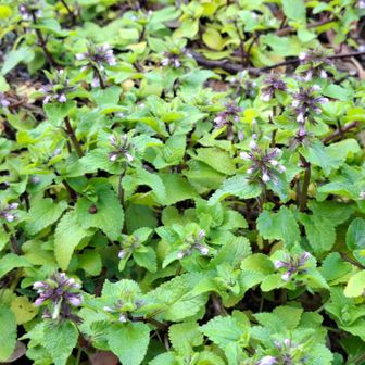 このシソ科の群生は ?