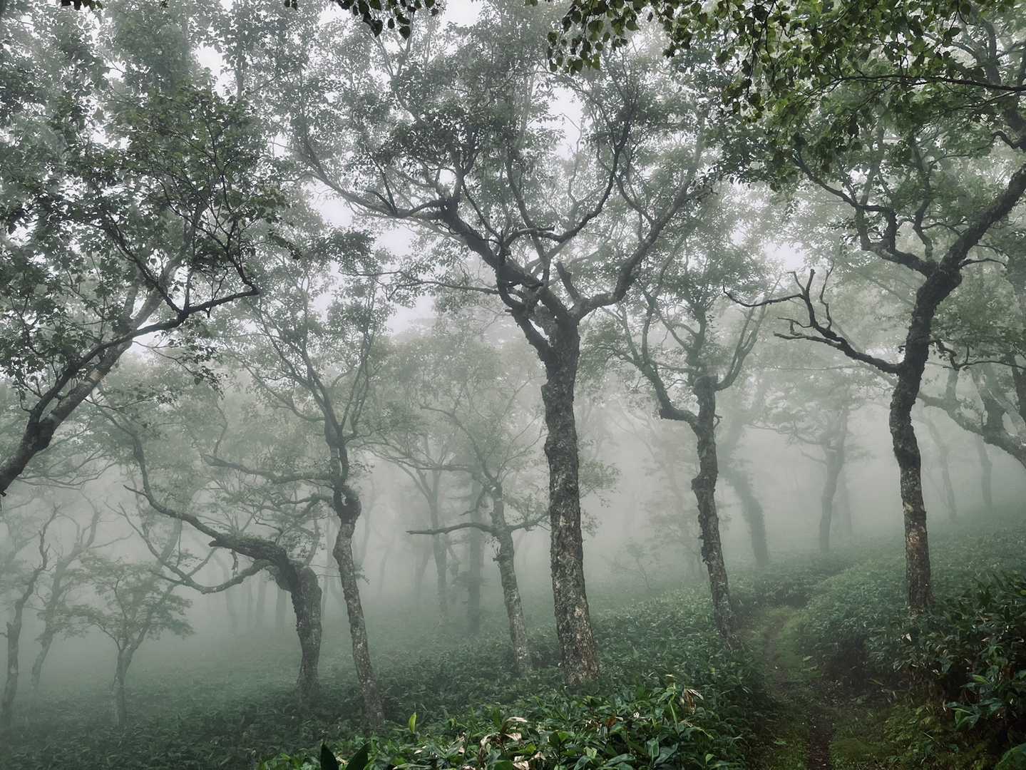 ガス森モードで眺望は望めないけど、涼しくて悪くない感じ🌳