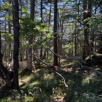 苔っぽくはないけど