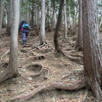 太平山の頂上までは、かなりの急登です💦