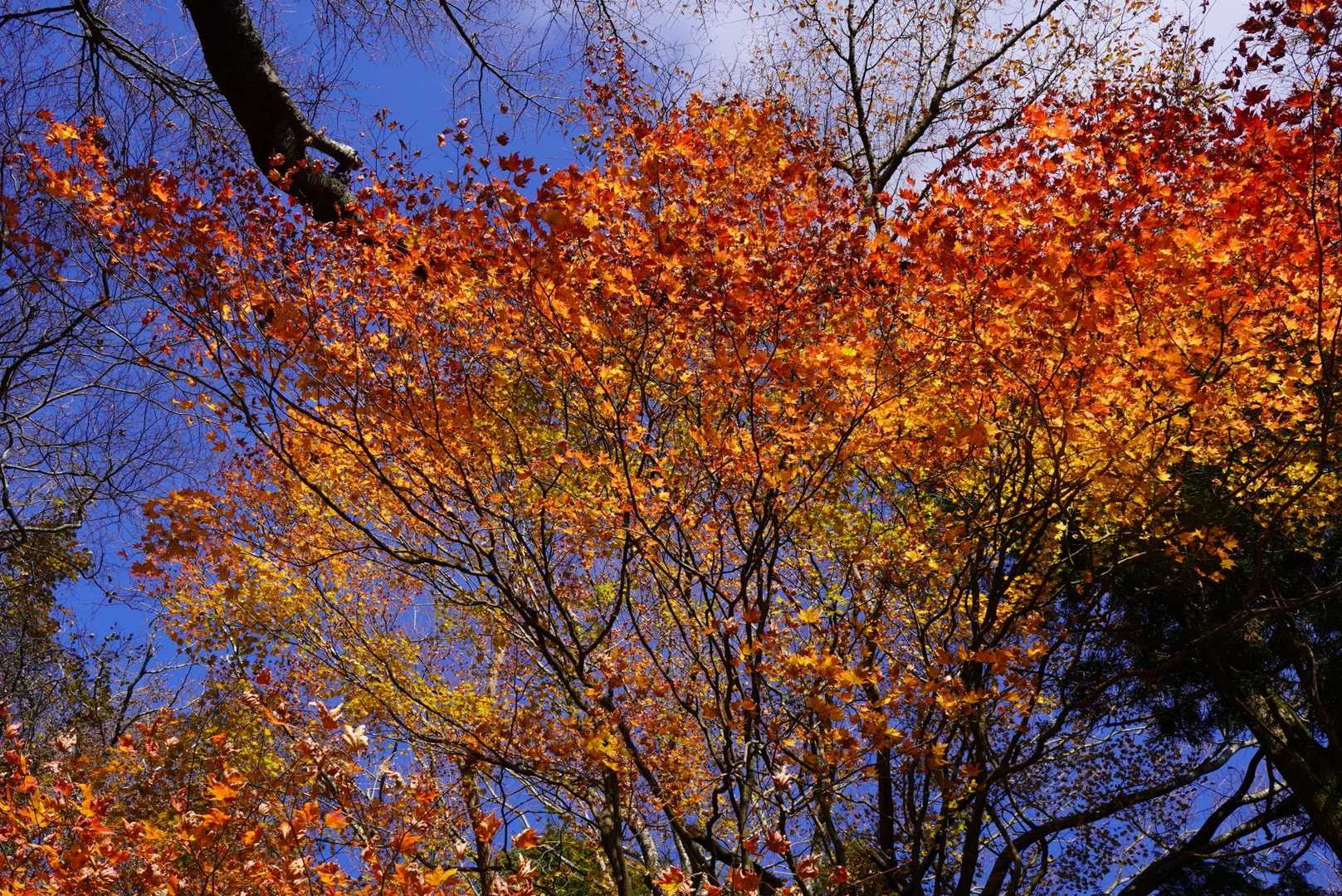 紅葉も下の方。