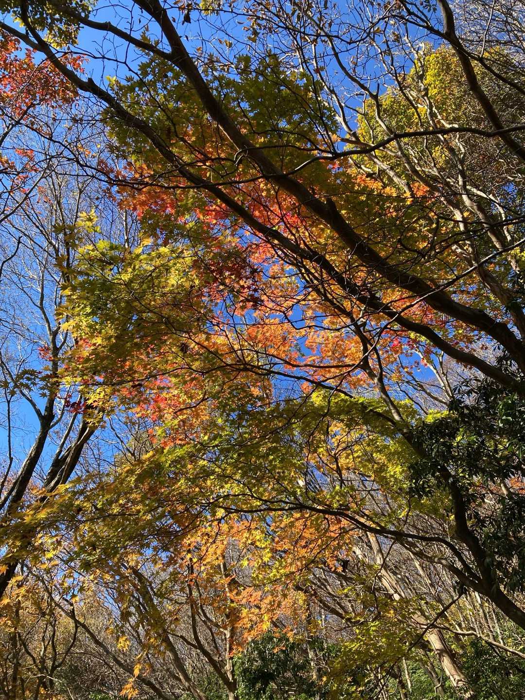 養老公園-養老の滝-三方山-小倉山-養老山 往復コースの写真