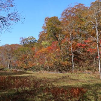 ミズバショウ群生地の紅葉