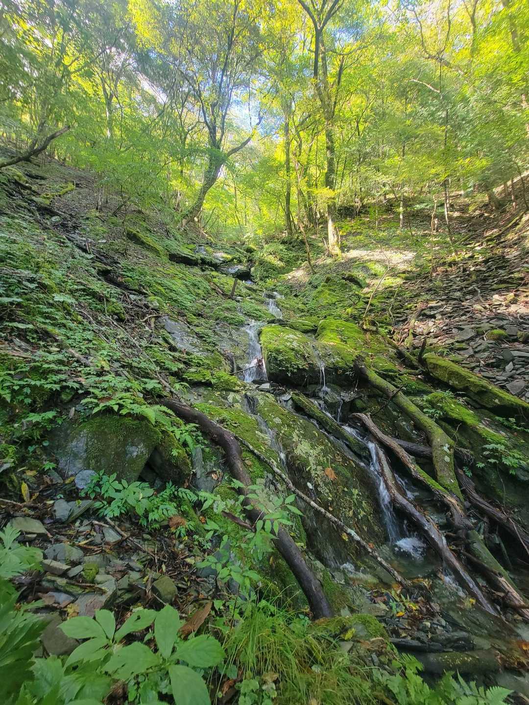 駐車場登山口-井野川越-大座礼山 往復コースの写真