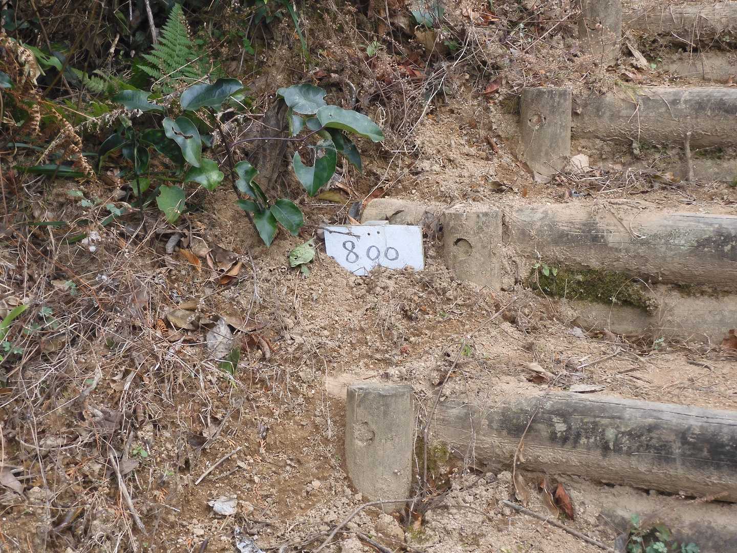 やっと800段