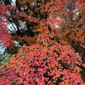 あちらこちらに紅葉🍁祭り