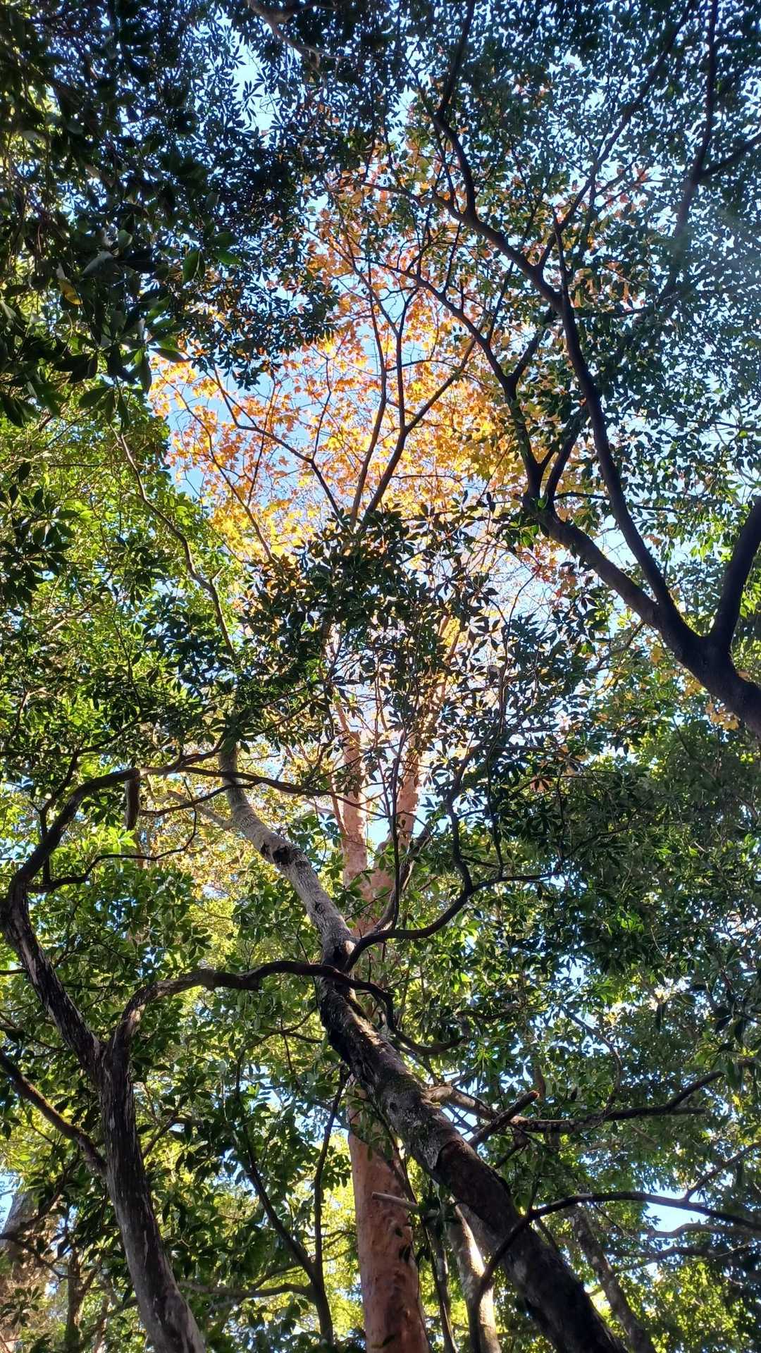 1つだけ見つけた秋🍁🍂