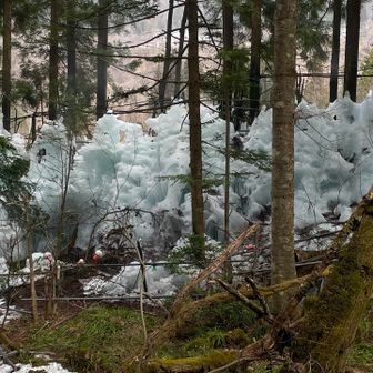 来年はちゃんと見たいね