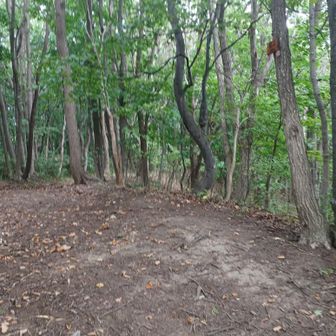 桜山頂上