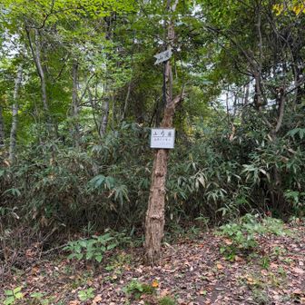 あっという間に山頂。ヤマシャクヤク。