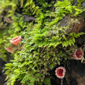 苔とキツネノサカヅキモドキ