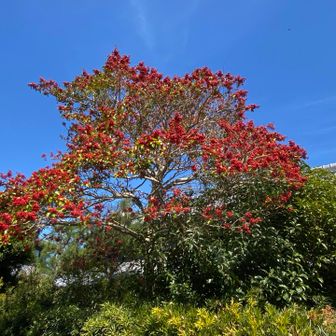 凄い沢山の赤い実❗️